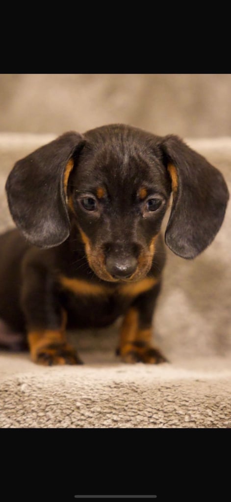 Beautiful pure bred daushunds 