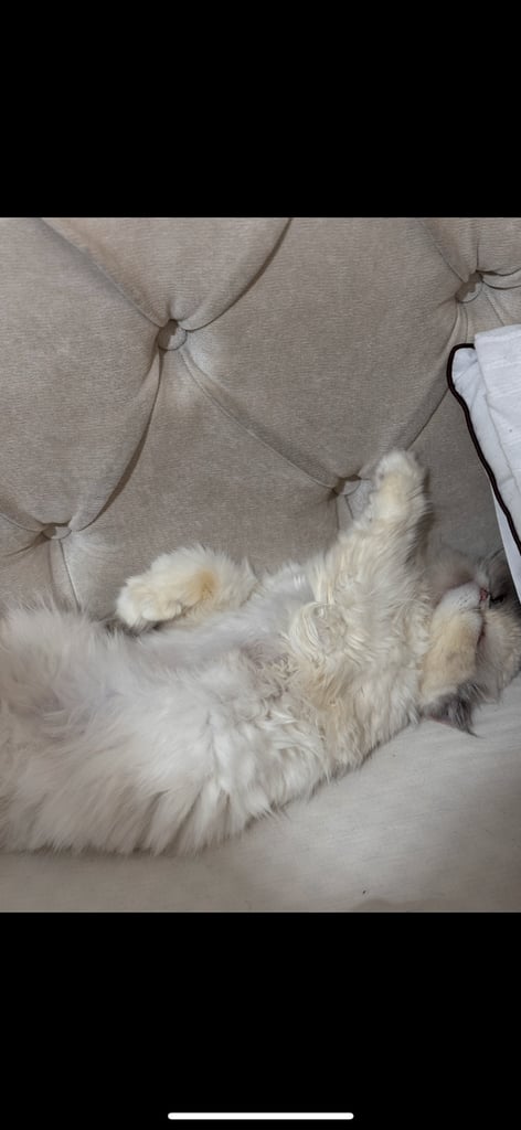 Persian cat- new loving home needed 