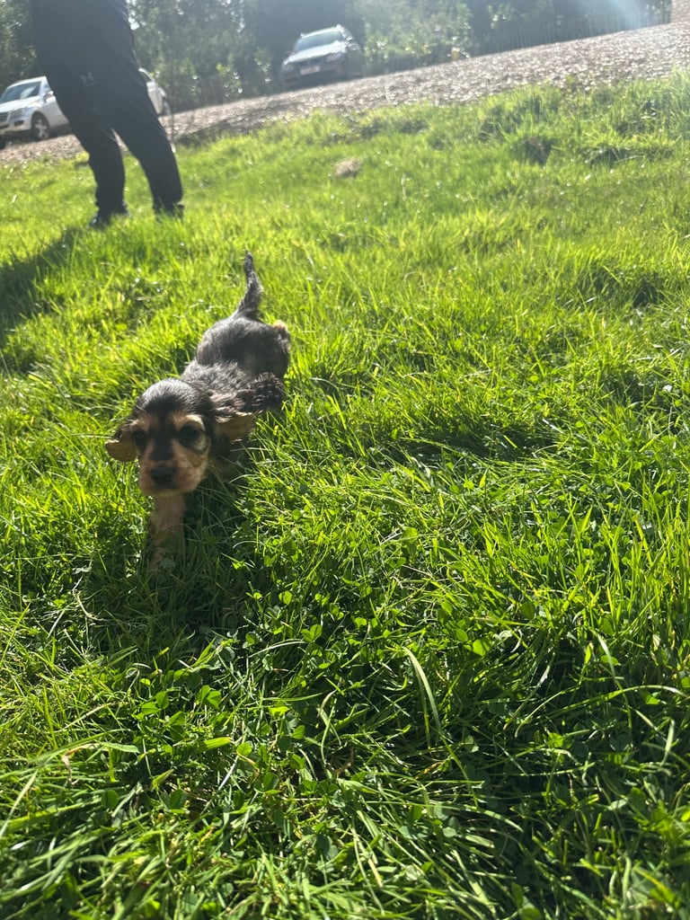ONLY 1 LEFT Cocker show type spaniel puppy’s 