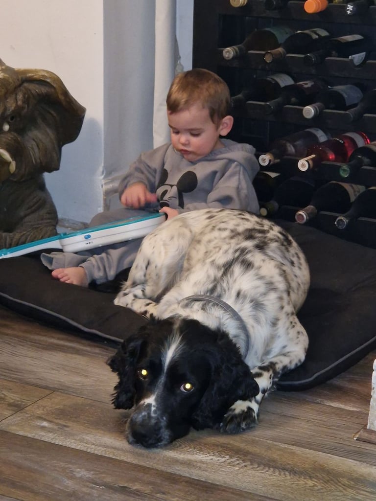 image for English springer spaniel 