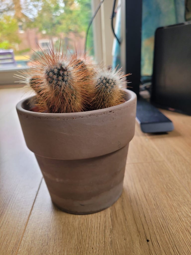 Cactus