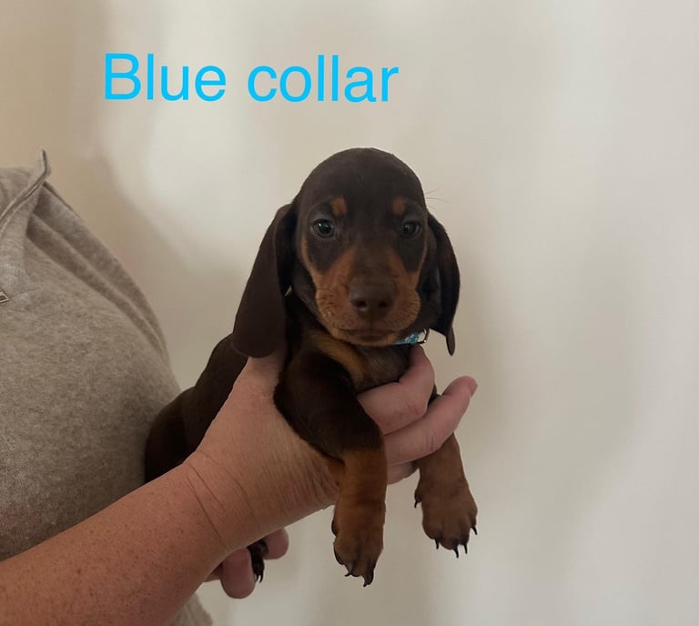 Miniature dachshund puppies *READY TO LEAVE*