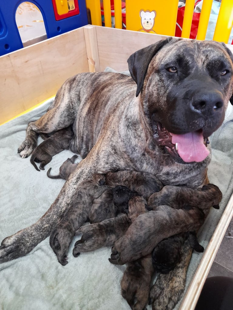 Presa canario puppies