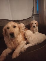 Beautiful golden retriever puppies 