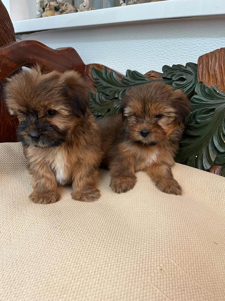 Shih tzu x yorkie