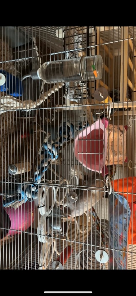 Rat cage/full setup 