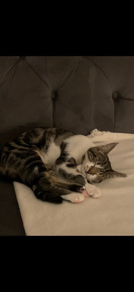 LOST CAT SHIPLEY BD18 Thackley Windhill area please help And share thank you 