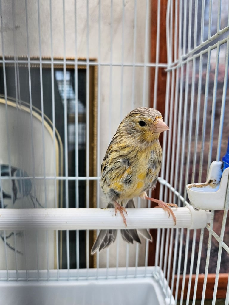Canary 