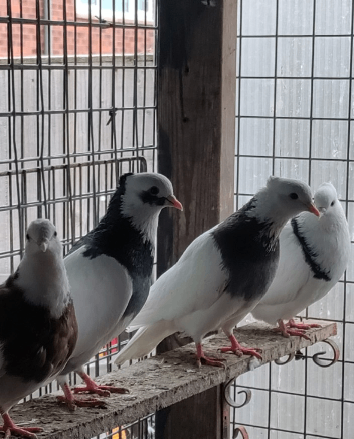 image for Pigeon
