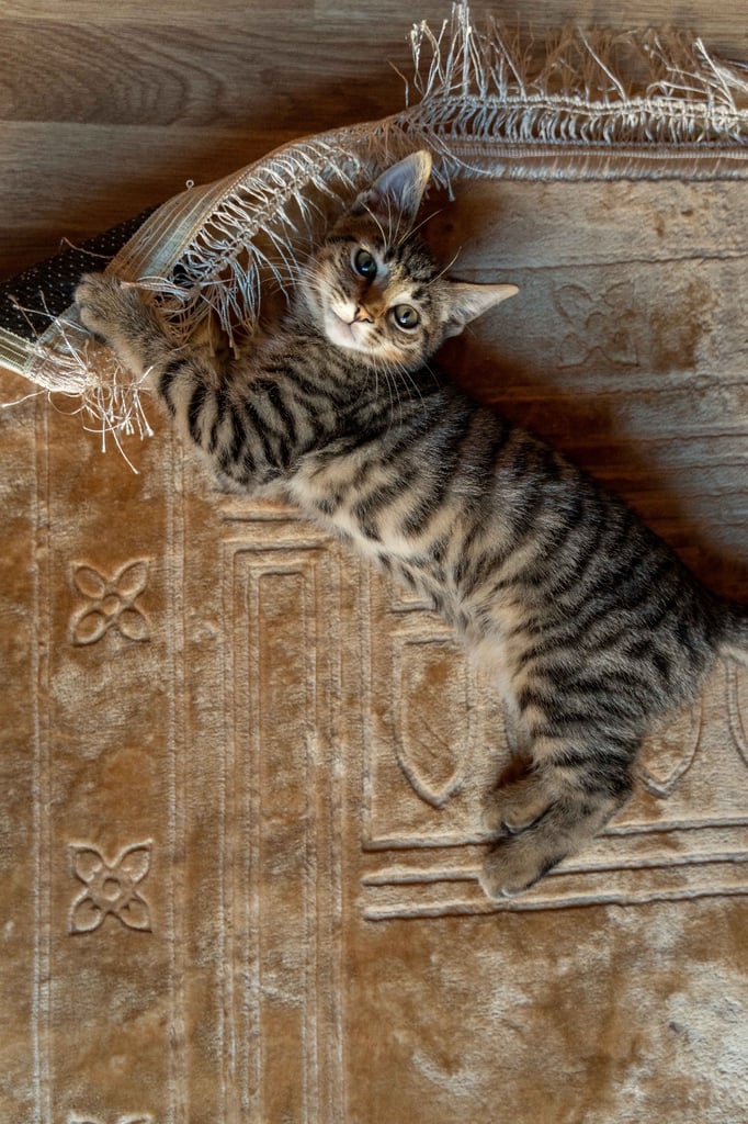 9 months old beautiful Boy kitten for sale