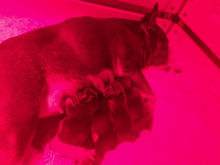 French/English bulldog 