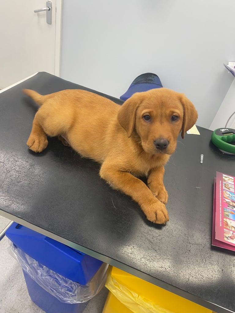 READY NOW Kc reg Labrador puppies both jabs microchip flea worm insured 