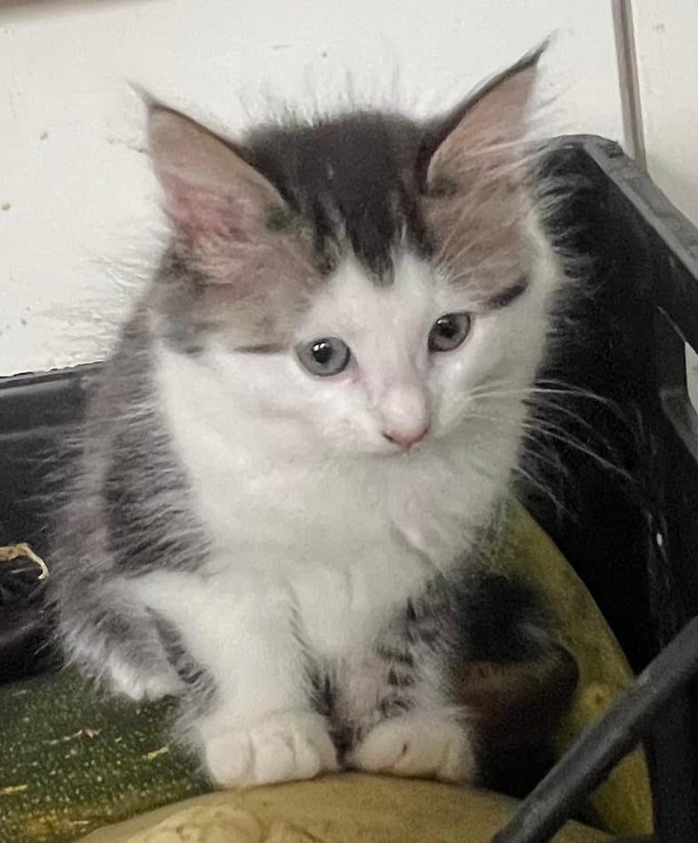 image for Kittens 