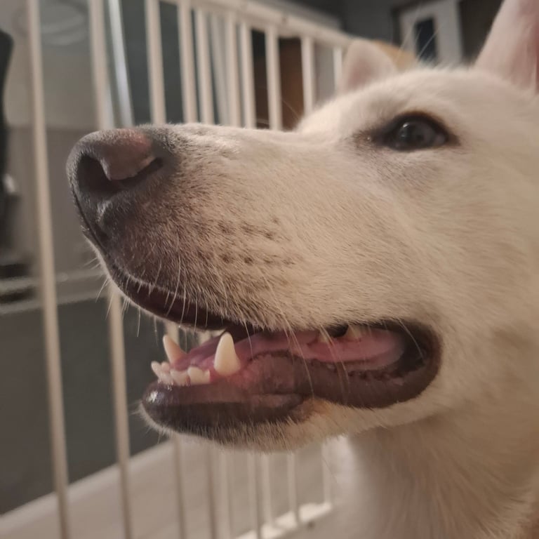 Akita