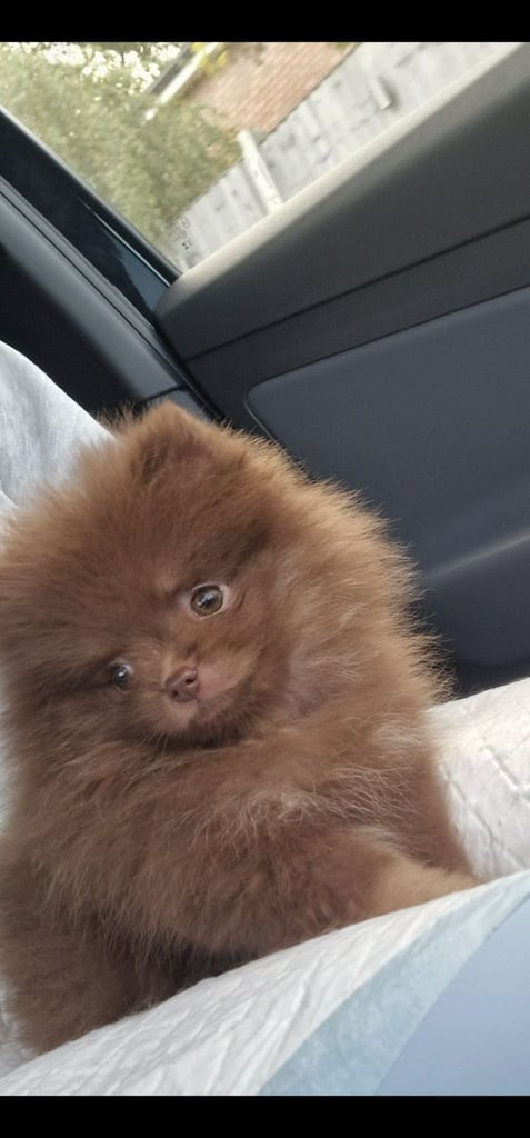 🧸 TOPQUILITY RARE POMERANIAN PUPPIE'S 🧸