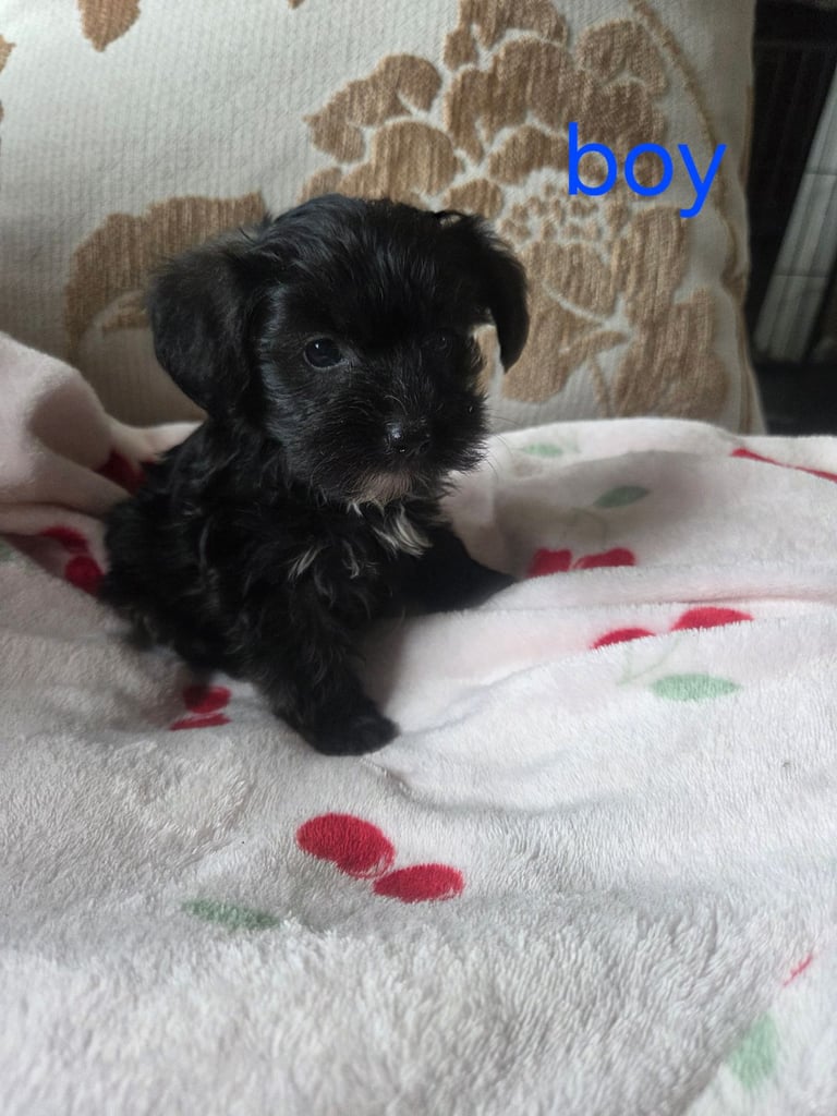 Yorkshire terrier x jackrussell 