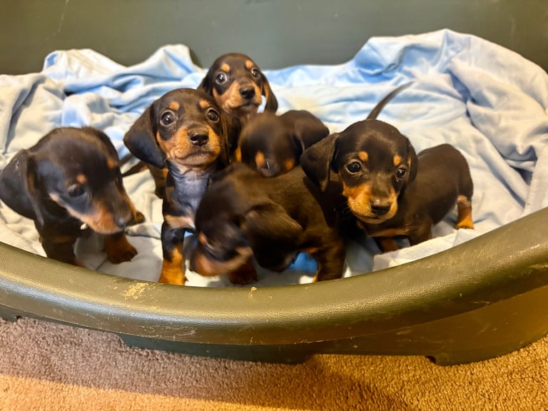 Miniature dauchund pupsREADY NOW