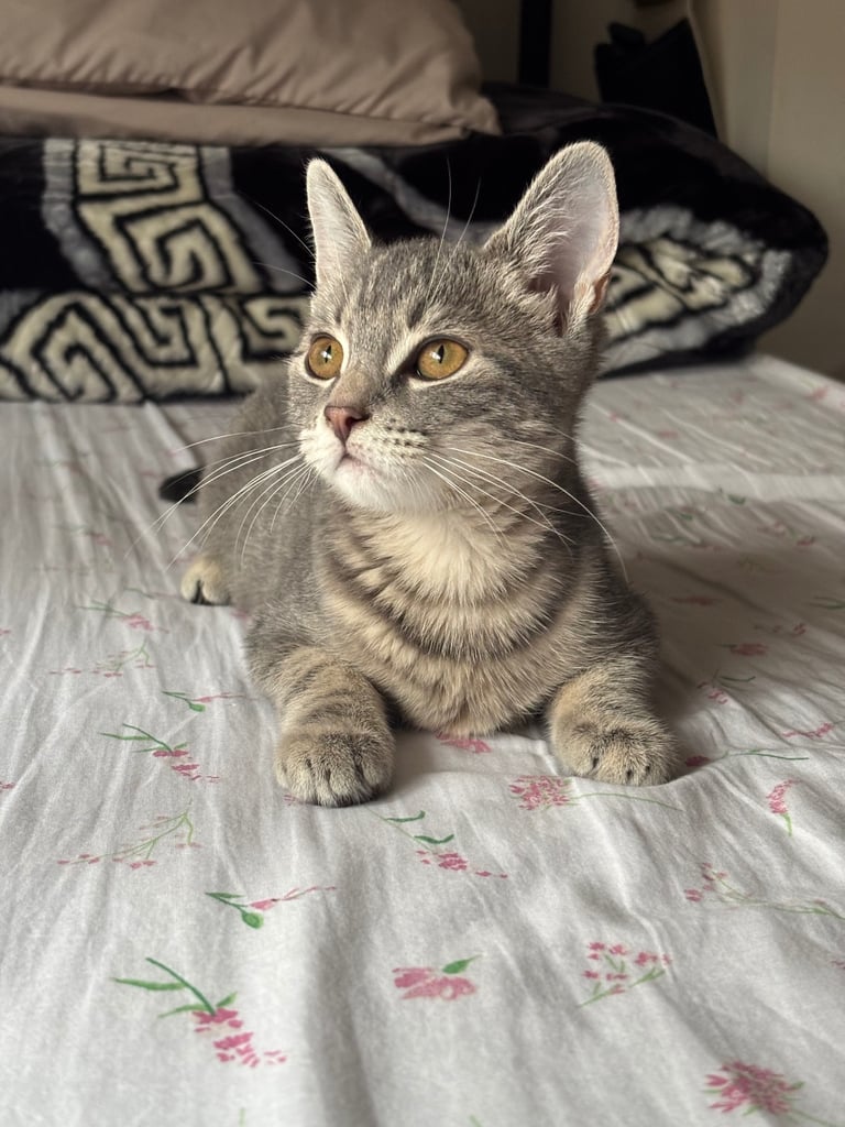 Urgent Grey kitten rehoming 