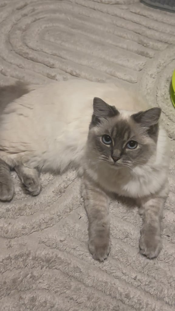 2 x ragdoll cats available. £750 each