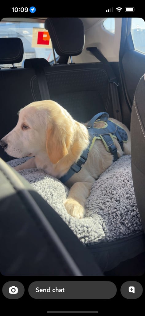 Golden Retriever Pup - Male 