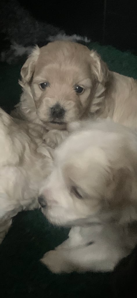 Maltipoo puppys 3girls 1boy 