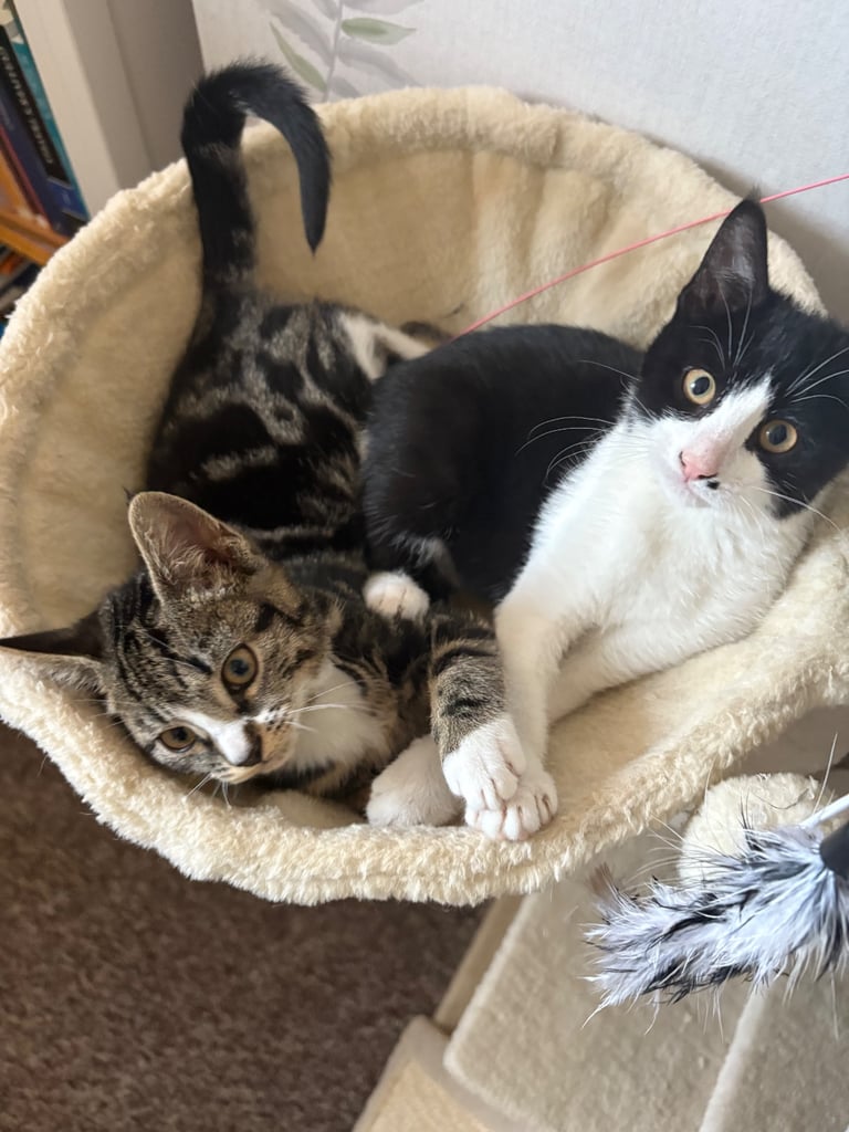 3 kittens for sale - All girls 