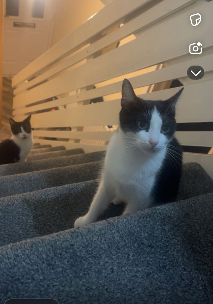 Urgent*** 1x black/white female, 1x black male
