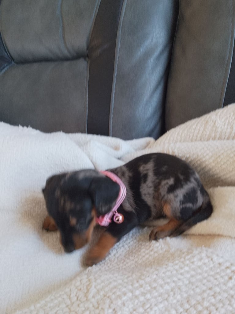 Miniature dachshund 