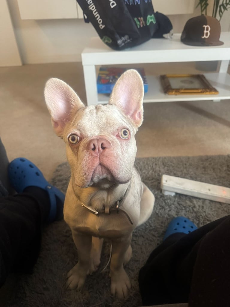 Merle Frenchie