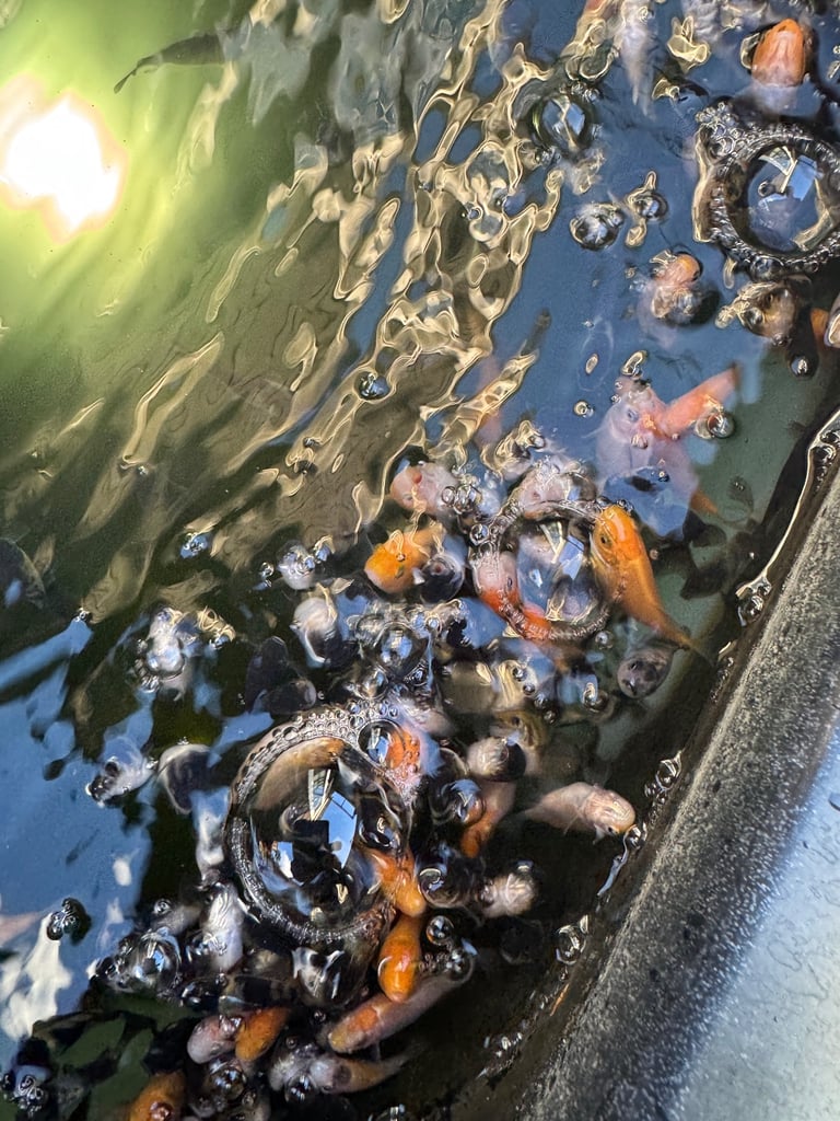 Baby Koi fish 