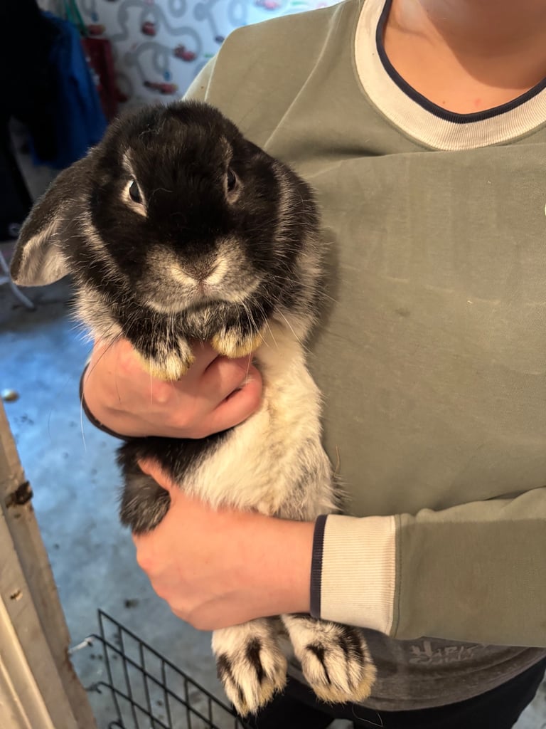 Mini-lop, French lop, lionhead
