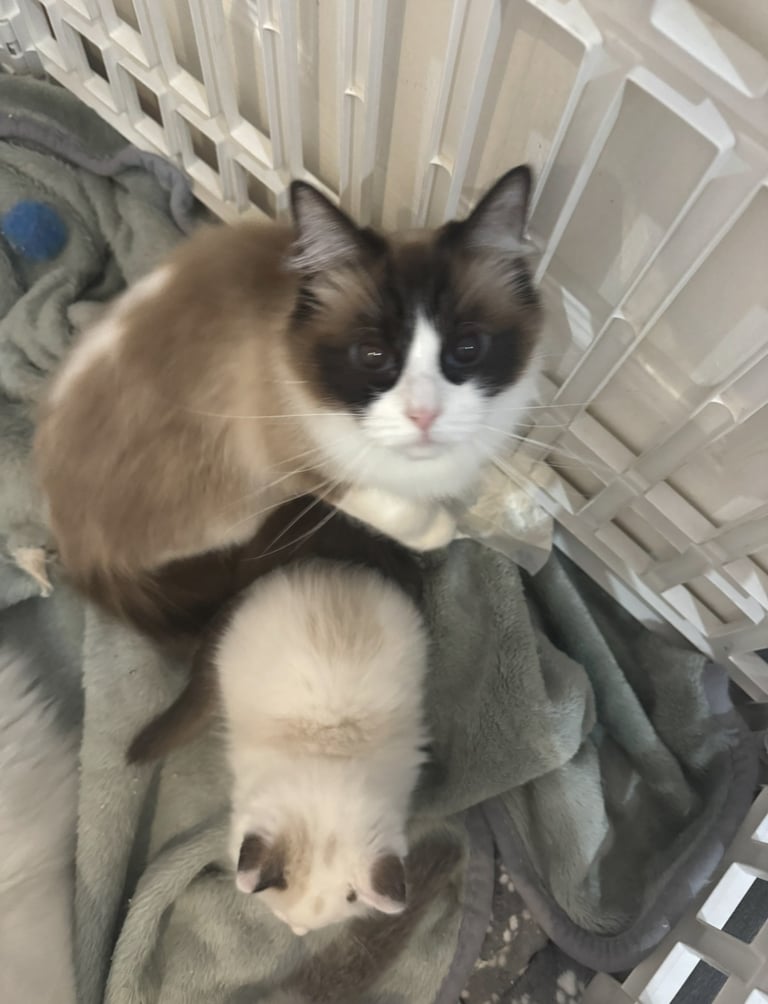 Ragdoll kittens for sale GCCF 