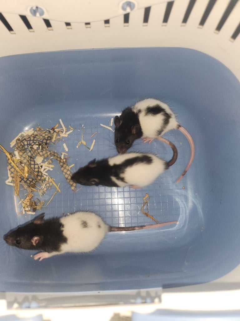 3 girls and 2 boys left Topeard&dumbos on way soon