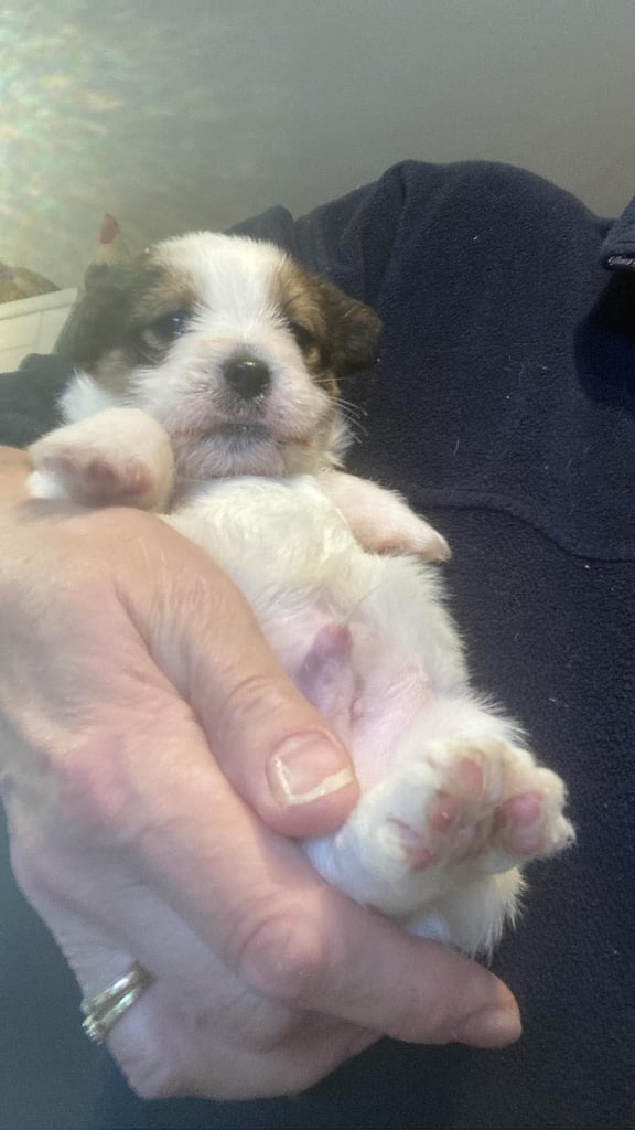 Outstanding Pedigree Jack Russell Puppies