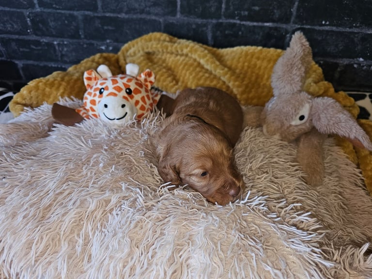 Miniature Cockerpoo Puppys