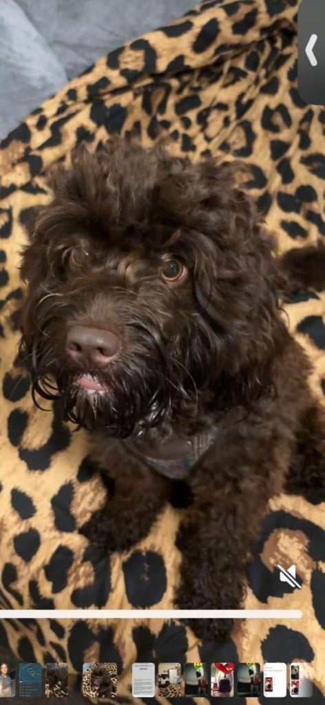 image for Cockapoo 