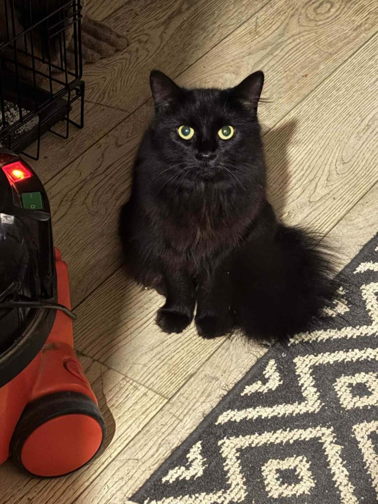 2 gorgeous cats for sale