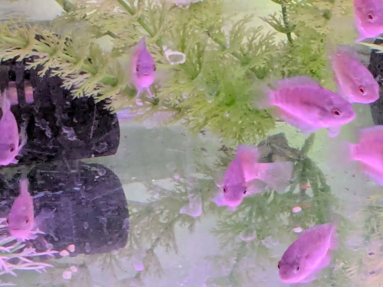 Rainbow cichlids for sale