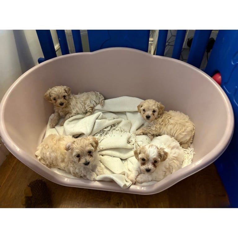 image for Beautiful Parti/Cream Maltipoo puppies