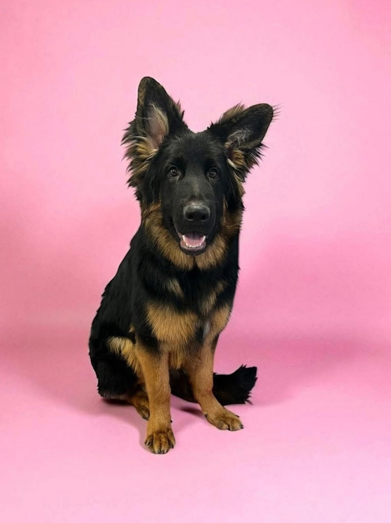 Enzo - 7 month old GSD