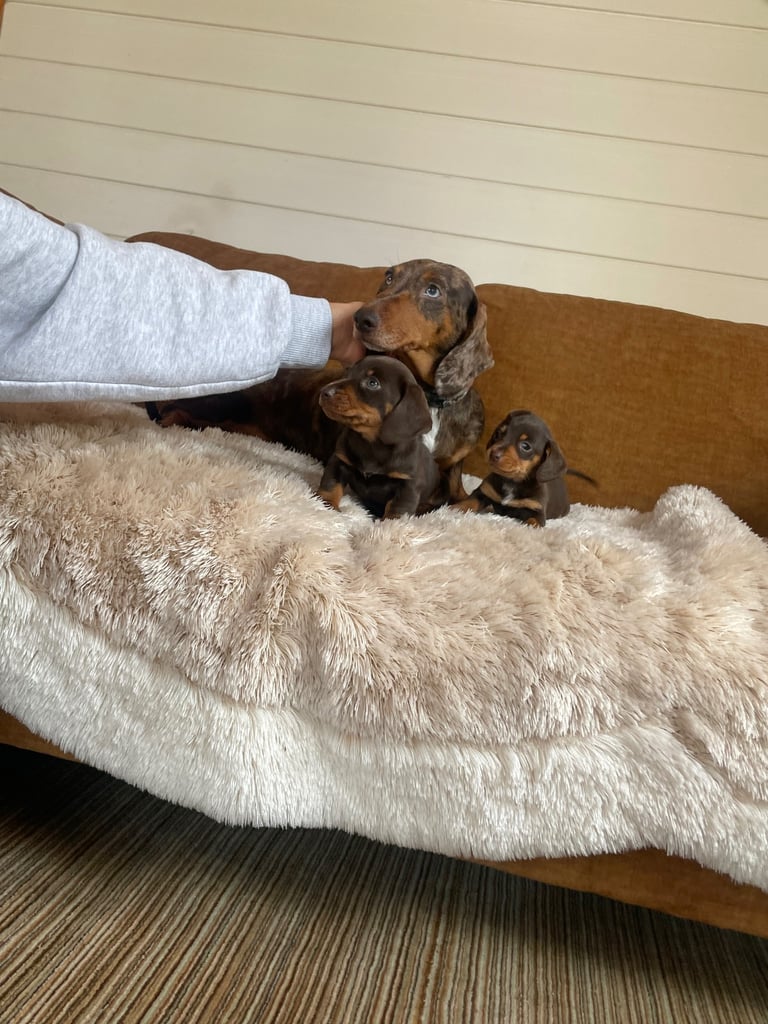 Miniature dachshund puppy 