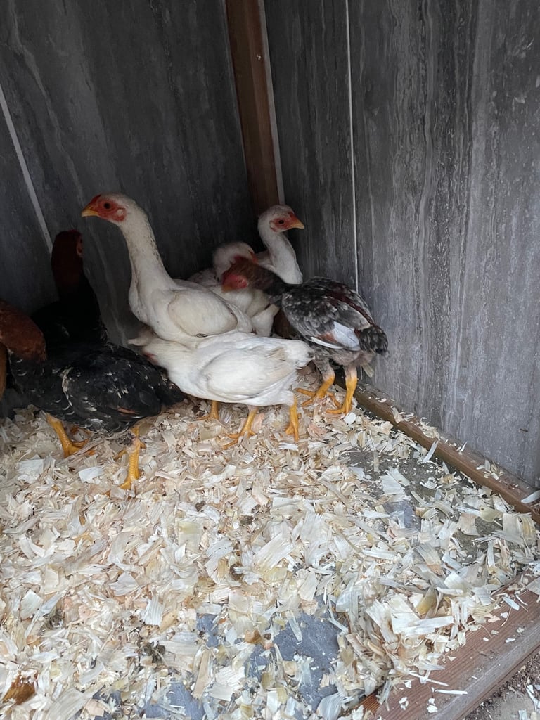 Chickens Ko shamo 