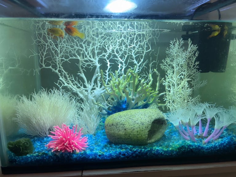 Fish & Tank 