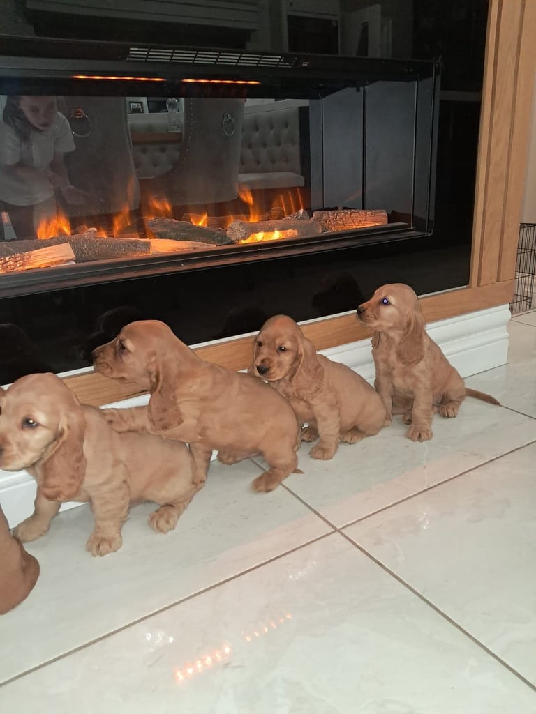 Cocker spaniel pups for sale