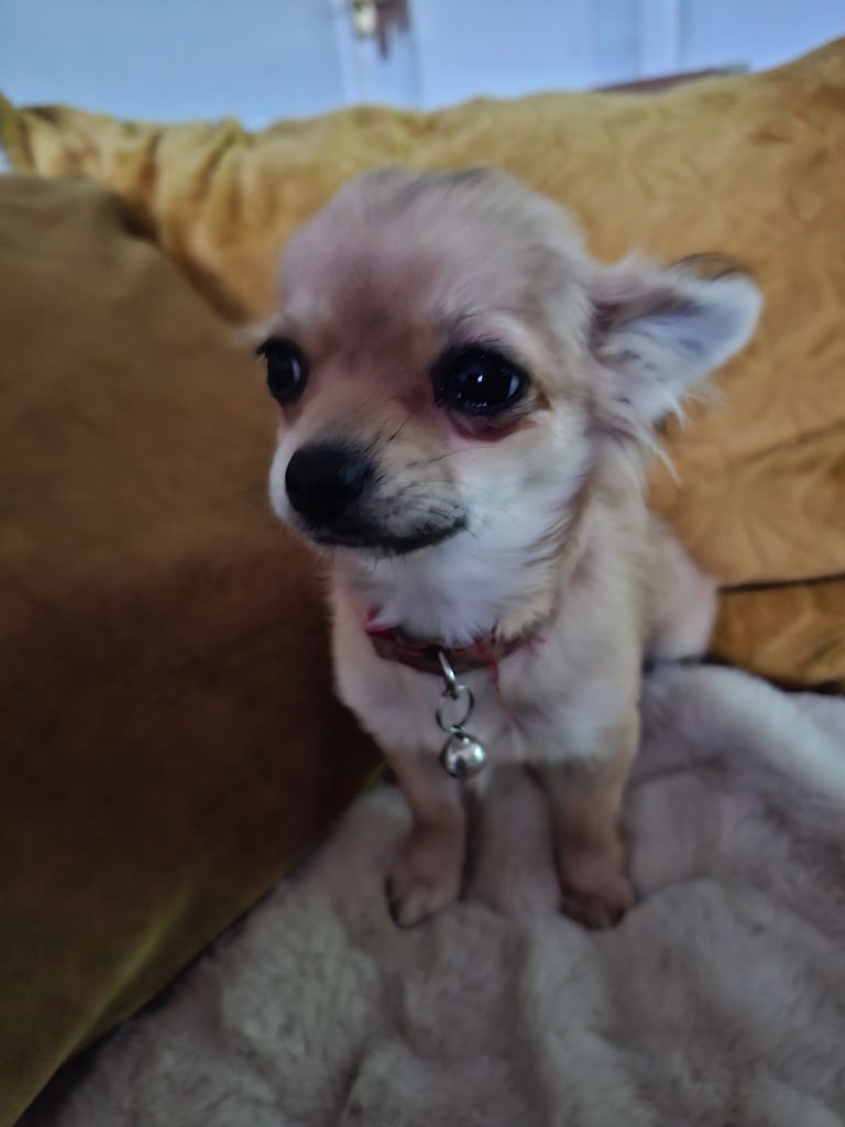 Chihuahua 