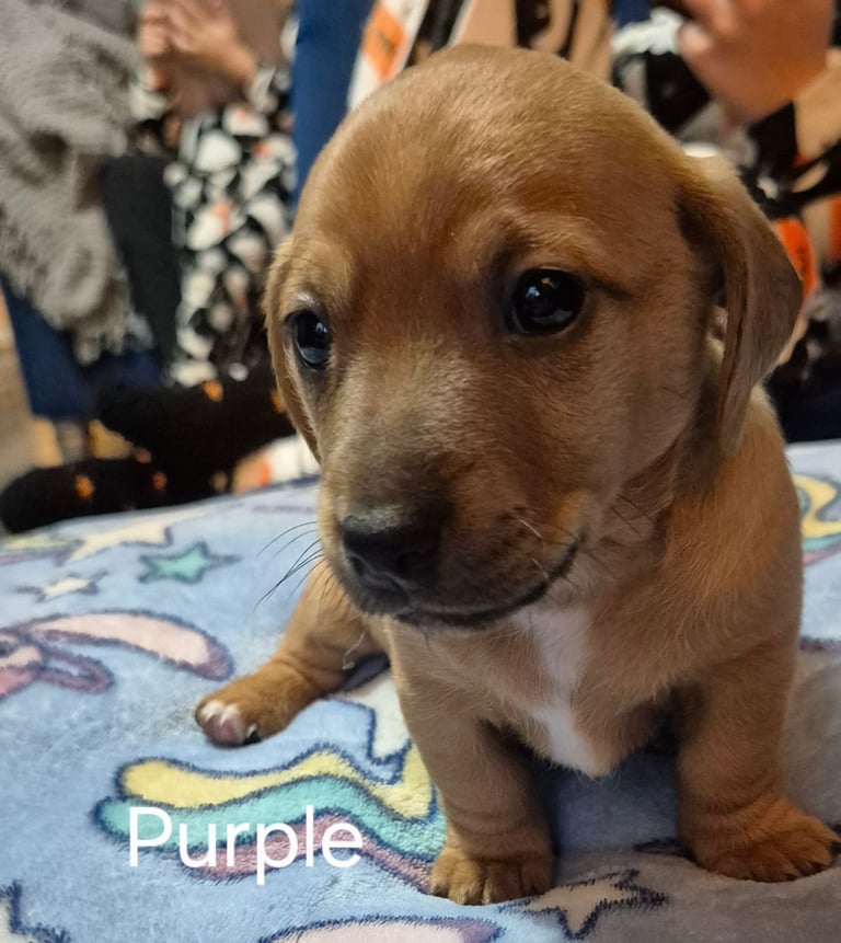 Jack Russel x Dachshund Puppies 