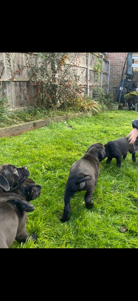 Cane corso x presa canario pups