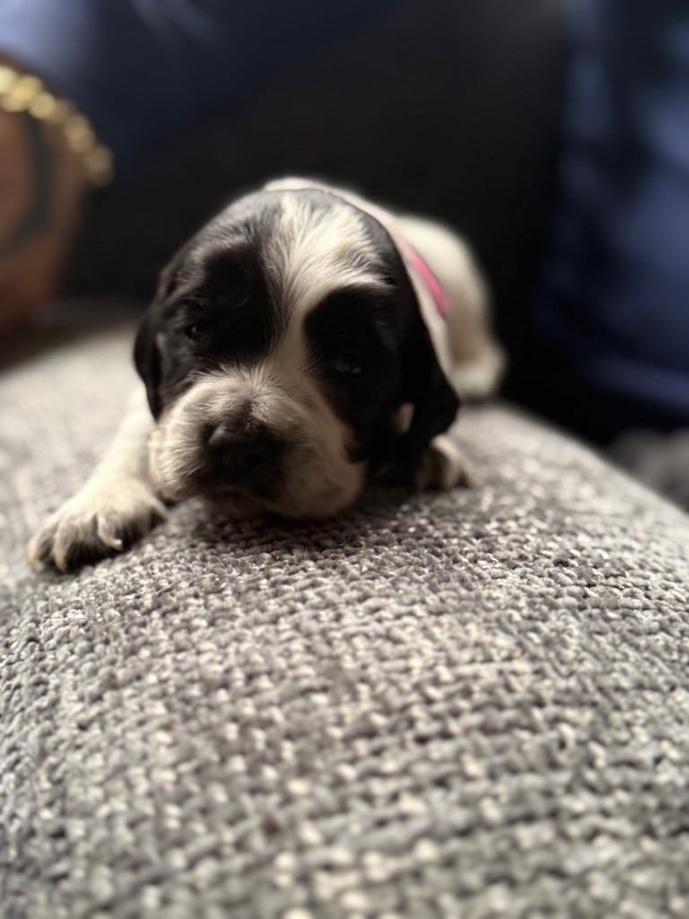 Gorgeous litter of cocker spaniel pups 