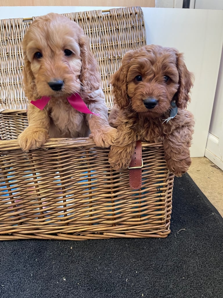 Red cockapoo puppies 