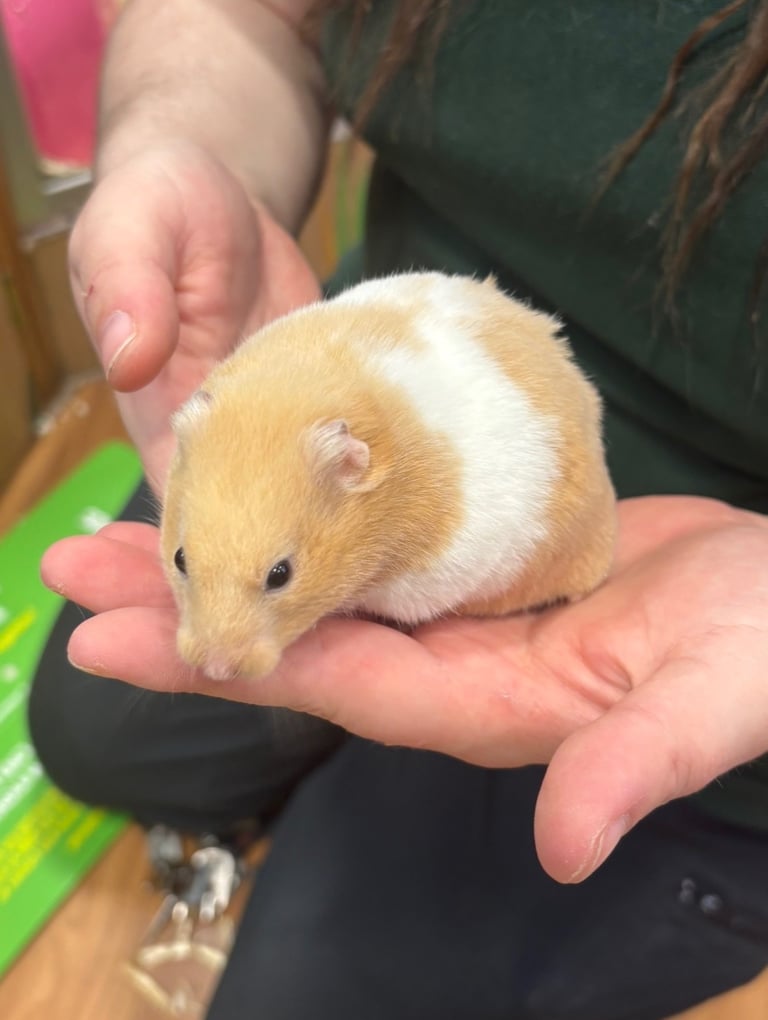 image for Hamster with cage and more